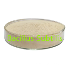 Bacillus subtilis agua soluble 600CFU/g para aditivo de alimentación